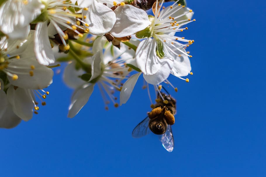 bee, flower, spring, the plum tree, garden, pollination, pollen HD wallpaper