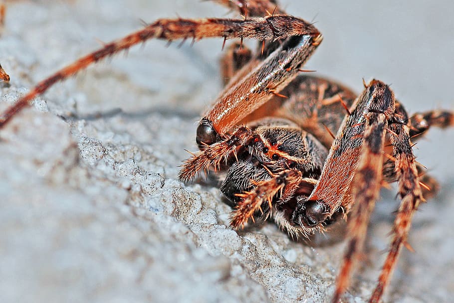 Brown and Black Spider on Focus Photo, arachnid, close-up, macro HD wallpaper