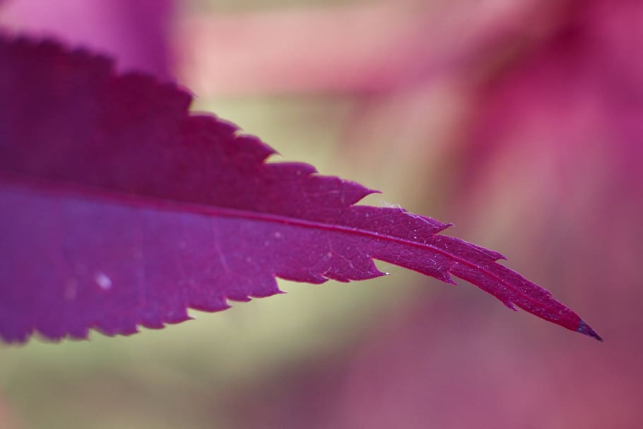 flora, leaf, red, plant, garden, foliage, summer, maple, tree HD wallpaper