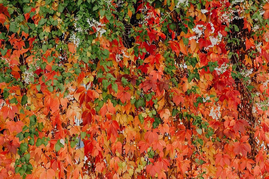 Colorful vines leaves in the park, full frame, leaf, plant part HD wallpaper