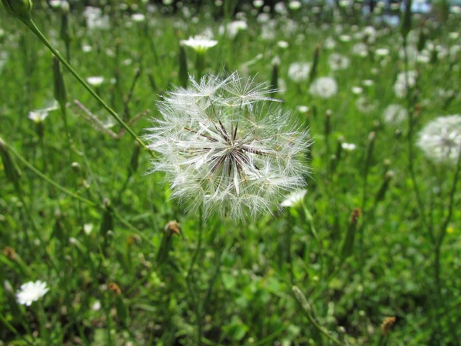 argentina, monte caseros, nature, plant, flower, dandelion HD wallpaper