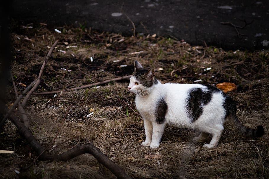 cat standing near tree, mammal, domestic, pets, one animal, domestic animals HD wallpaper