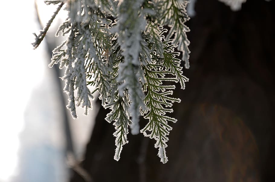 winter, forest, nature, trees, cold, frost, white, frozen, fir HD wallpaper