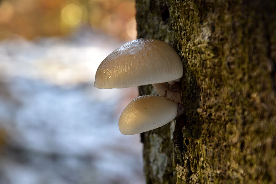 mushroom, fungus, vegetable, close-up, growth, plant, toadstool HD wallpaper