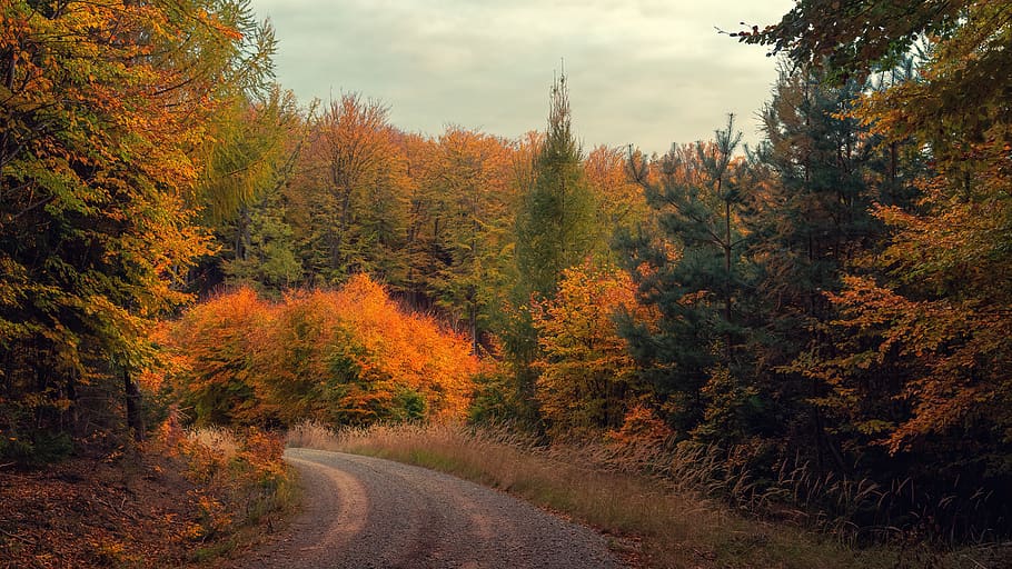 Pine Trees Between Empty Road, daylight, environment, forest HD wallpaper
