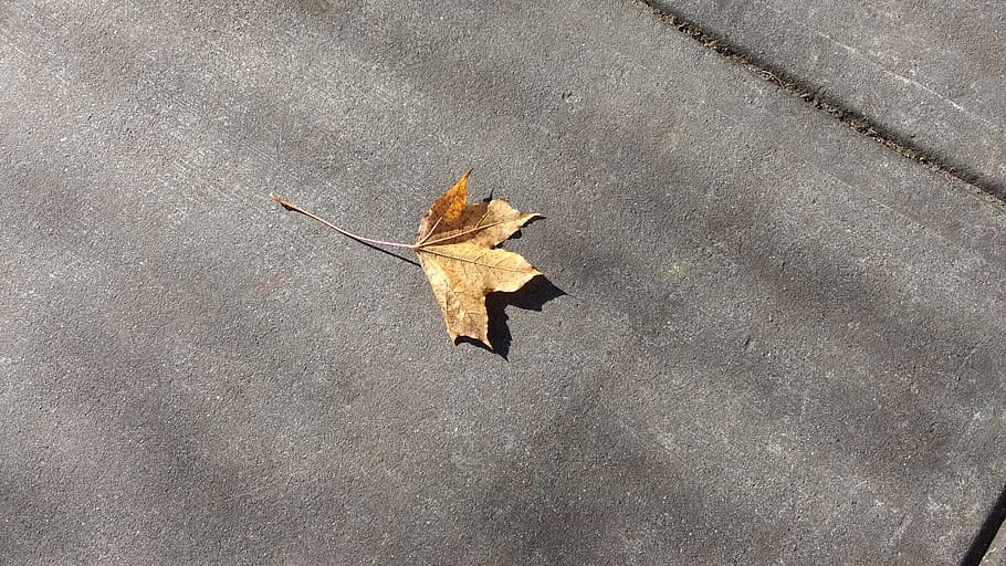 leaf, plant, tree, animal, bird, maple leaf, sidewalk, insect HD wallpaper