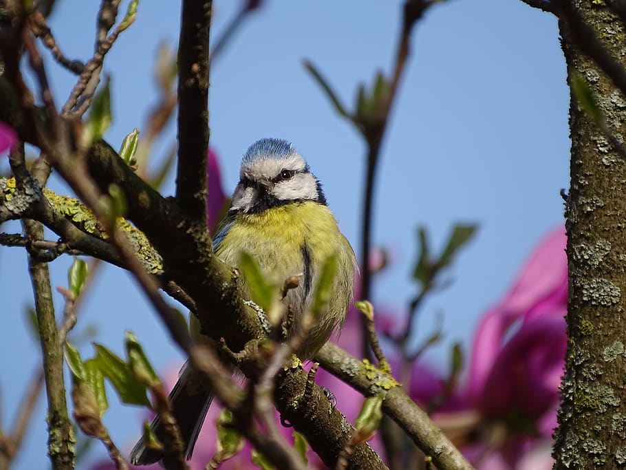 spring, bird, tit, animal, nature, birds, small, animal world HD wallpaper