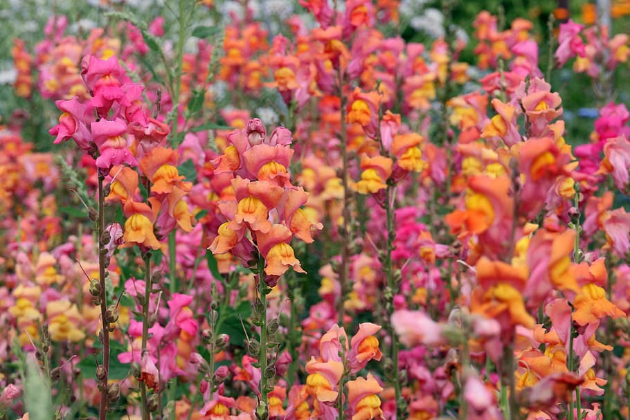 pink petaled flowers, flowering plant, freshness, beauty in nature HD wallpaper