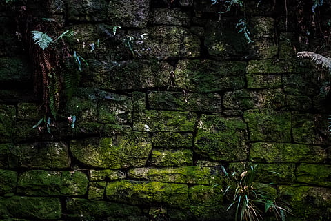 green moss on wall, stone wall, plant, slate, outdoors, rock HD wallpaper