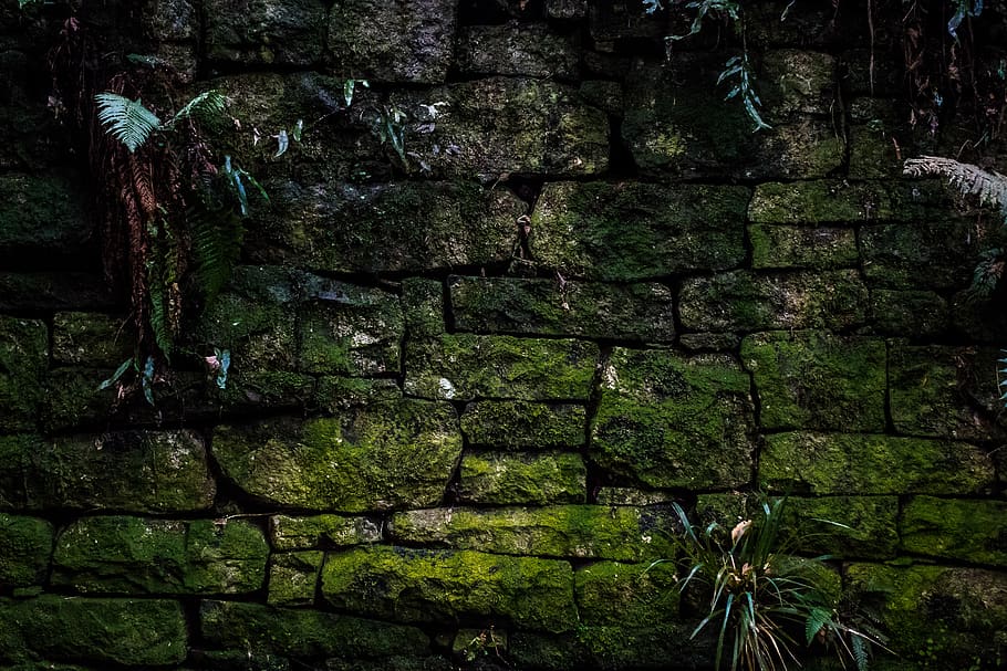 green moss on wall, stone wall, plant, slate, outdoors, rock HD wallpaper