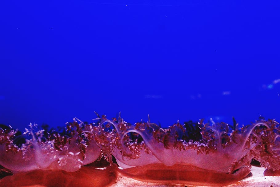 italy, genova, aquarium of genoa, medusa, acquario di genova