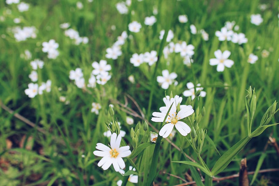 bulgaria, sofia, colors, summer, grass, green, flowers, white HD wallpaper