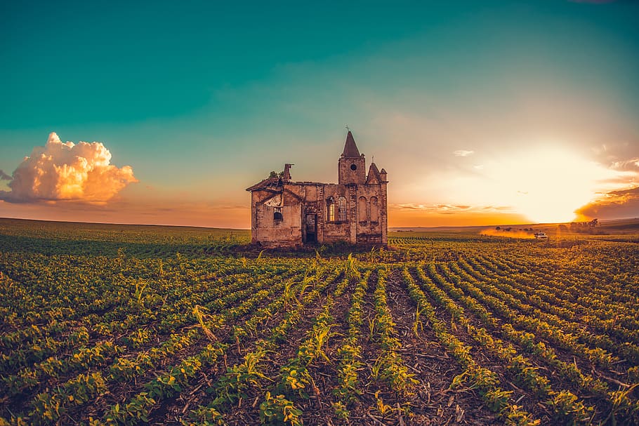 castle surrounded by green leafy vegetable, sky, built structure HD wallpaper