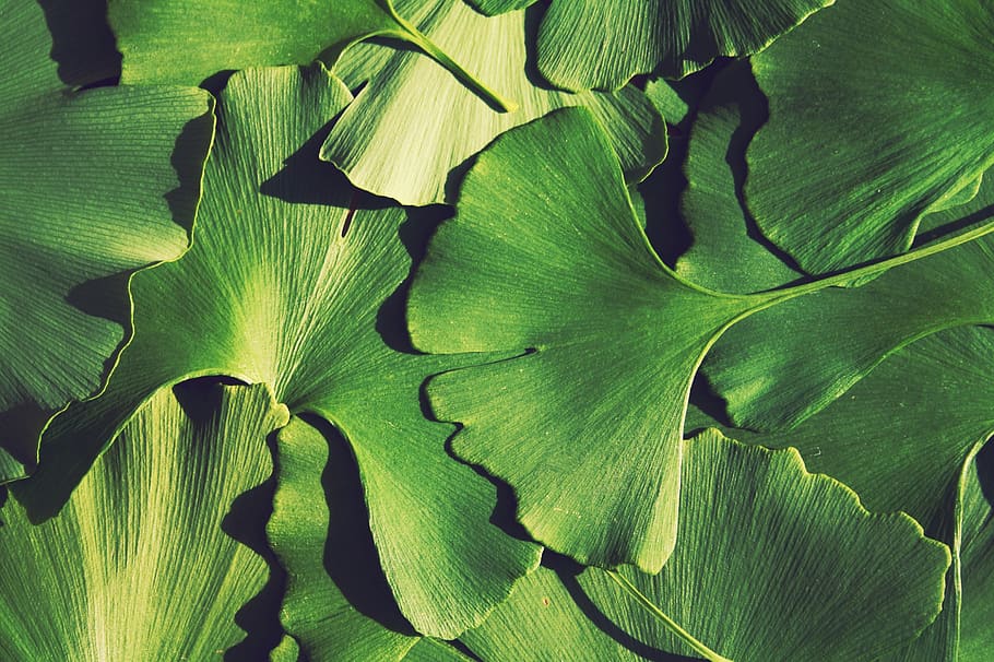 ginko, tree, leaves, fall, ginko tree, green, autumn, plant HD wallpaper
