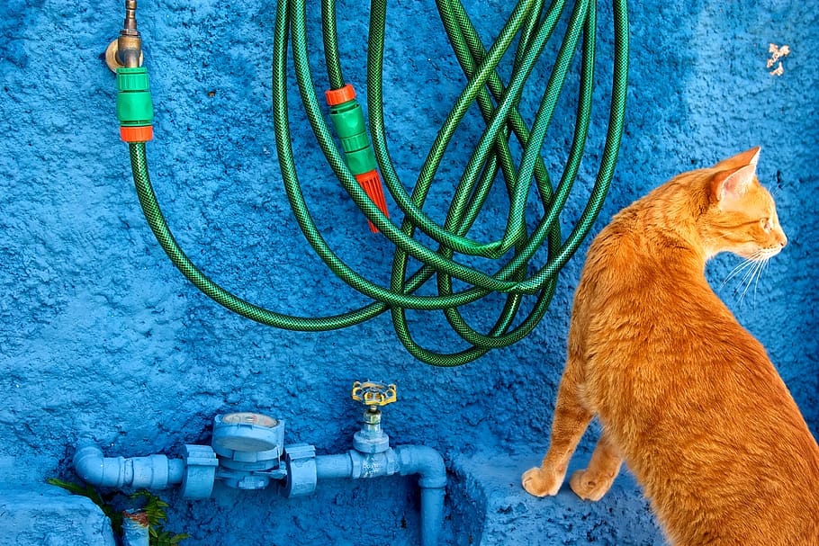 orange tabby cat, animal themes, one animal, mammal, pets, domestic HD wallpaper