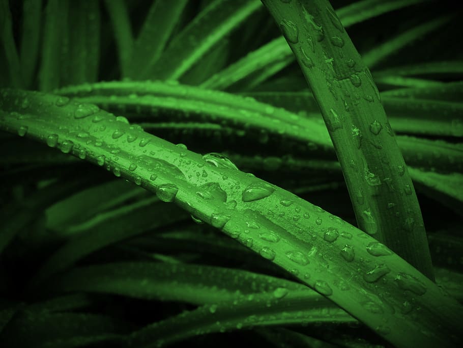 plant, dark, wallpaper, drop, green, nature, green color, wet HD wallpaper