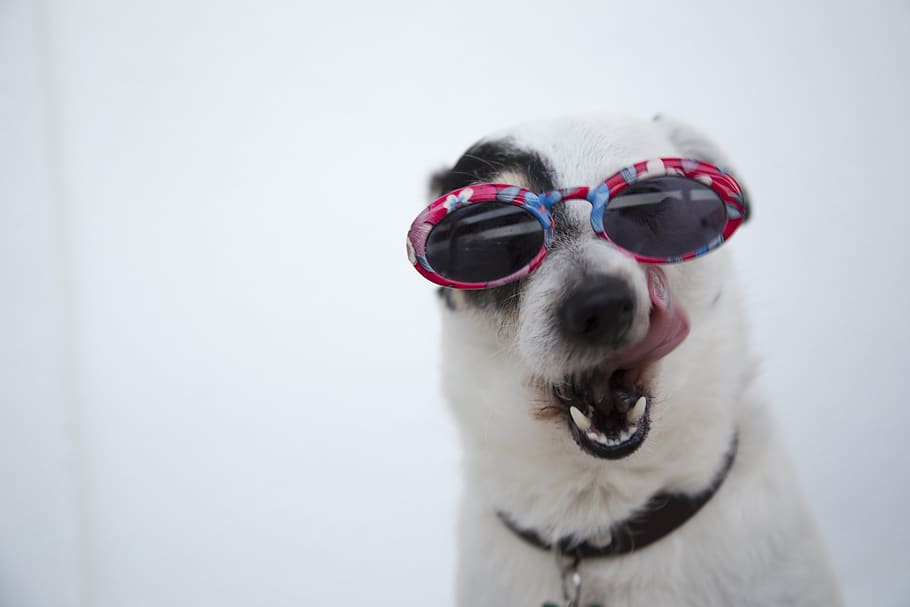 Close-Up Photo of Dog Wearing Sunglasses, adorable, animal, animal photography, HD wallpaper