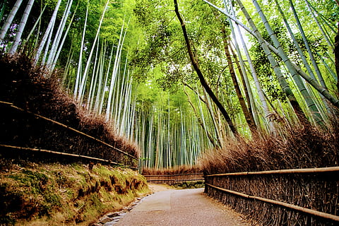 green woods, japan, kyoto, arashiyama bamboo grove, plant, flora HD wallpaper