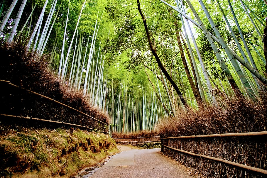 Bamboo Wall Ultra HD Desktop Background Wallpaper for 4K UHD TV  Tablet   Smartphone