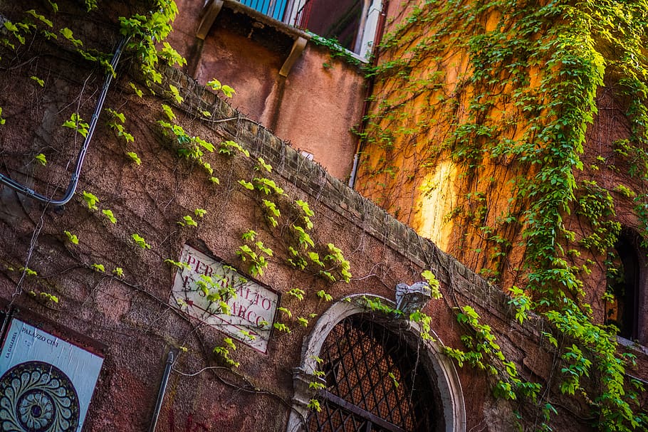 brown concrete arc, ivy, plant, vine, venice, italy, flora, redwood HD wallpaper