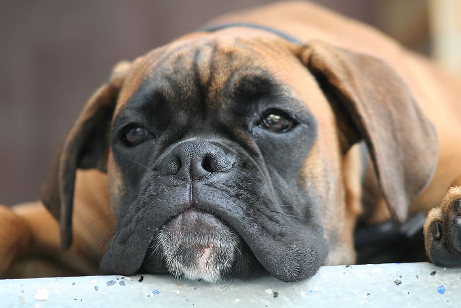 dog, cute, pet, canine, animal themes, one animal, pets, domestic HD wallpaper