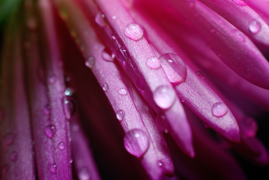 macro, violet, wet, flower, plant, freshness, beauty in nature HD wallpaper