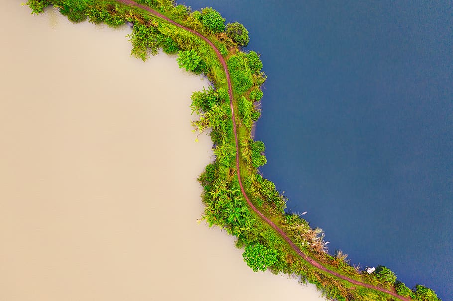 Trees Near Ocean, aerial shot, beach, beautiful, blue, color HD wallpaper