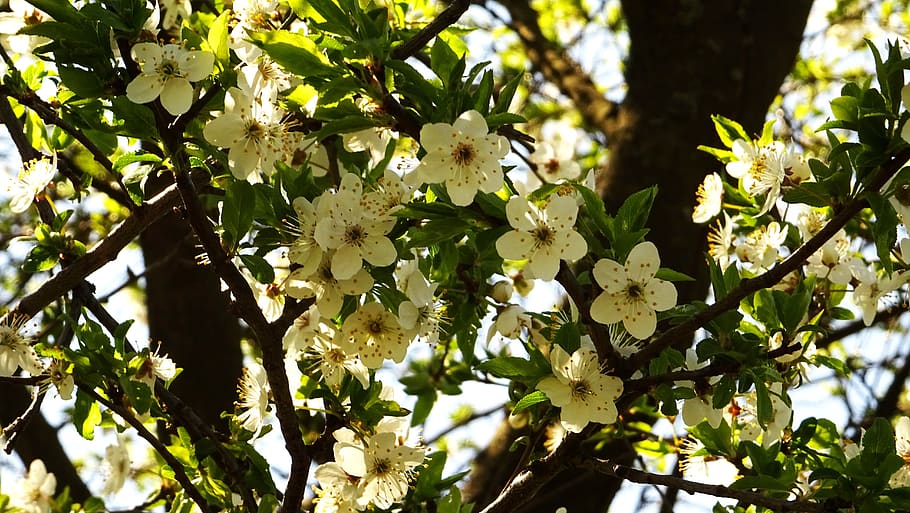 blossom, plum, spring, bloom, garden, flowers, tree, plant HD wallpaper