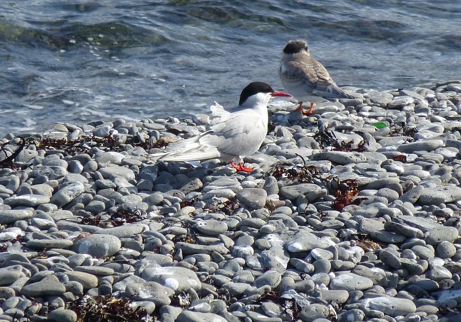 bird, arctic tern, chick, beach, sea, vigur, sanctuary, animal wildlife HD wallpaper