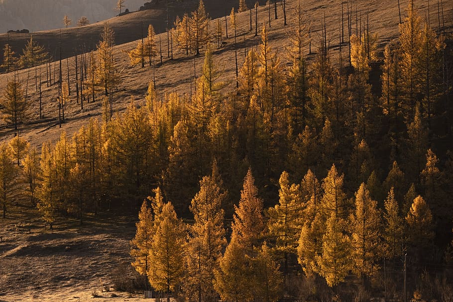 landscape photography of brown-leafed trees, orange, autumn, fall HD wallpaper