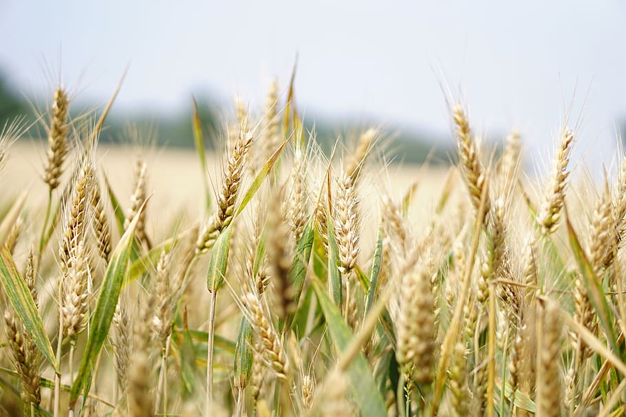 Selective Focus Photography of Wheat Field, arable, blur, close-up HD wallpaper