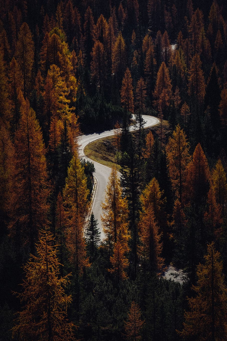 Asphalt Road Between Brown Trees, cold, conifer, curve, dawn HD wallpaper