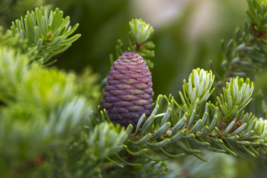 pineapple, tree, forest, plant, growth, close-up, green color, HD wallpaper