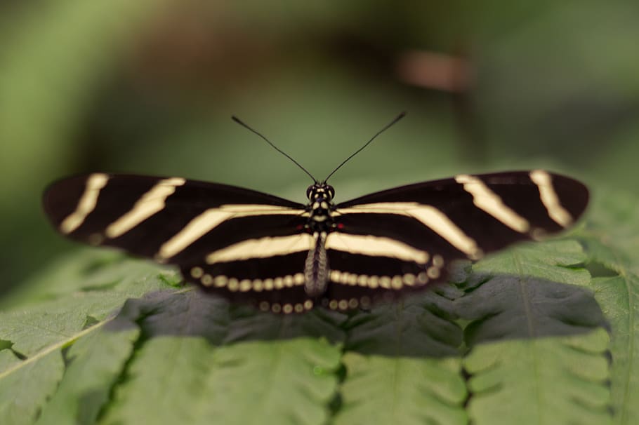 butterfly, wings, insect, animal themes, one animal, invertebrate HD wallpaper