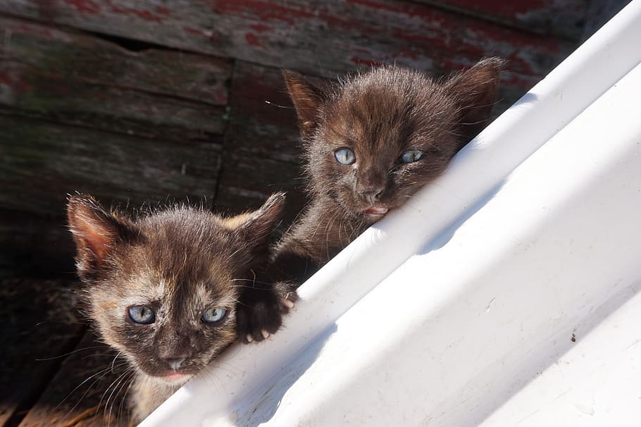 kitten, cat, feature, featured, new, unsplash, unsplash book HD wallpaper