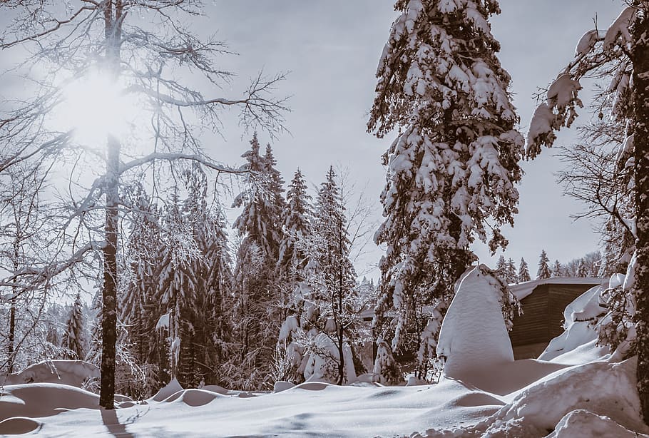 forest, winter, snow, cold, scenic, wintry, firs, snowy, frost HD wallpaper