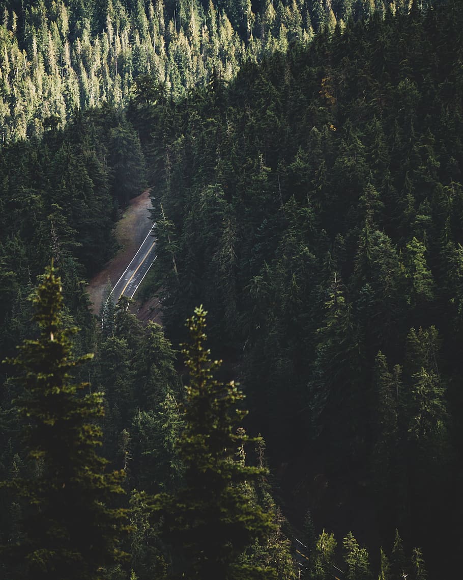 aerial photo of forest, road, tree, mountain, treetop, pine, woodland HD wallpaper