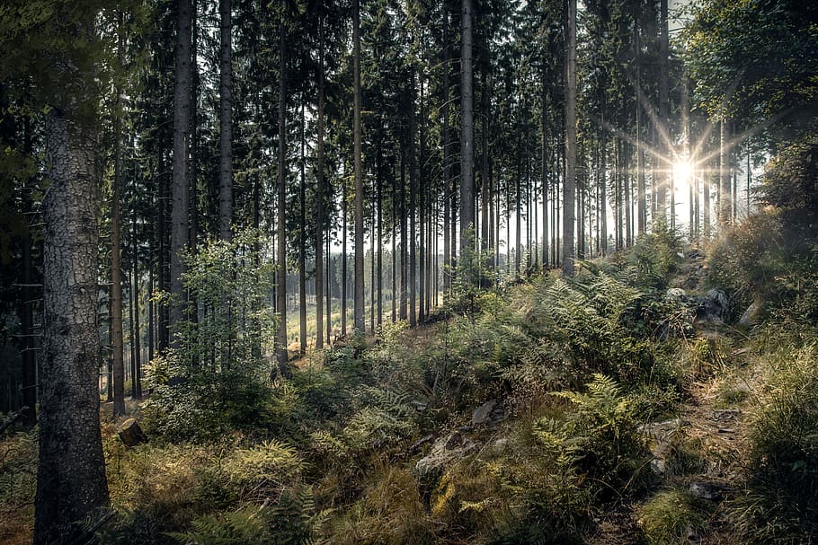 forest, nature, landscape, trees, atmospheric, idyllic, path HD wallpaper