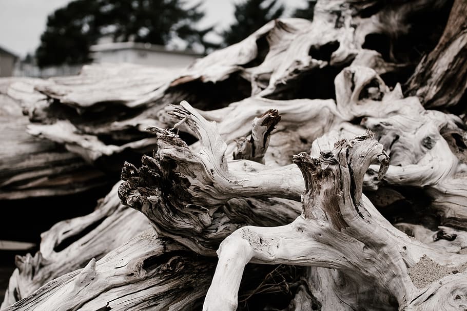 close up photography of beige driftwood, stump, black and white