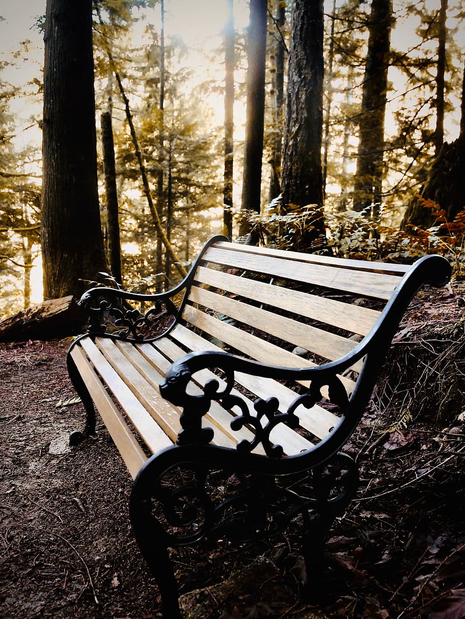 furniture, bench, park bench, tree, plant, outdoors, sunlight HD wallpaper