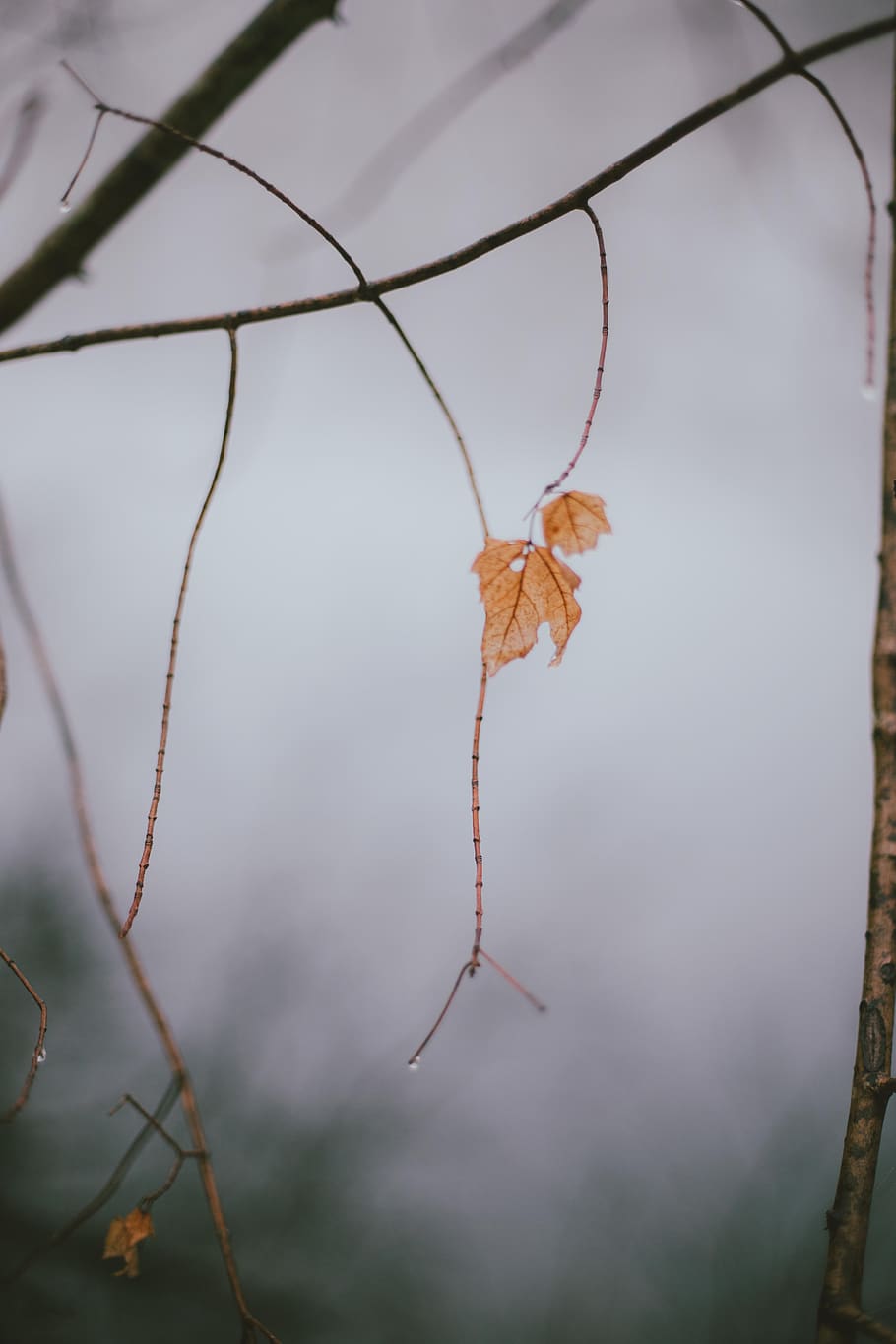 no people, close-up, day, dry, focus on foreground, hanging HD wallpaper
