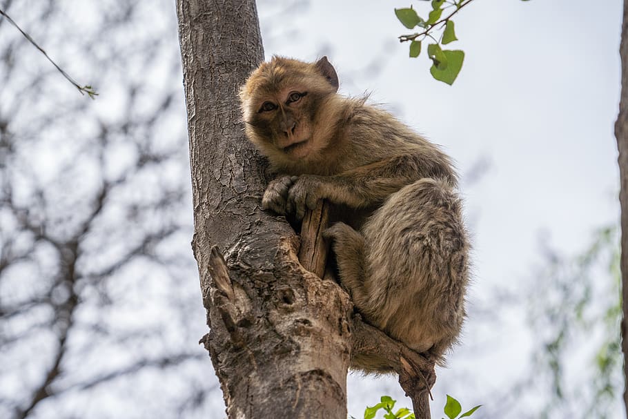 brown monkey on tree, animal, mammal, wildlife, ouzoud waterfall HD wallpaper