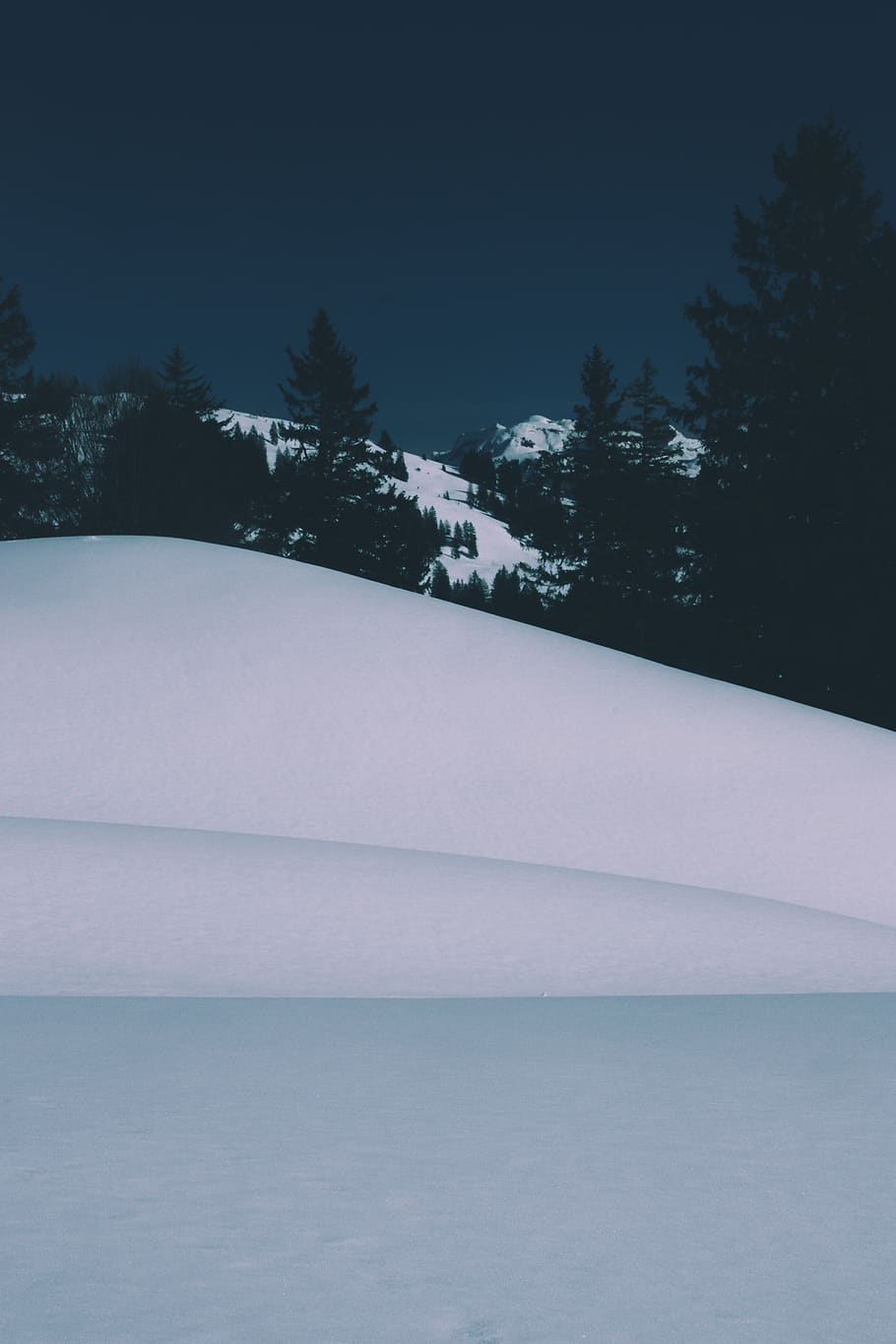 trees on snowfield, plant, nature, outdoors, fir, abies, ice HD wallpaper