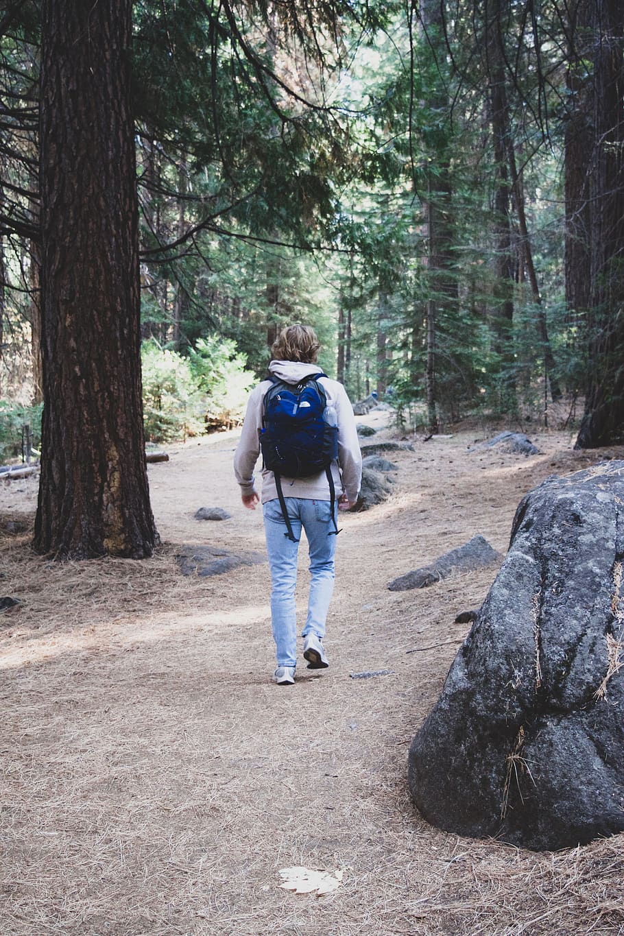 woods, path, trail, trees, person, walk, wallpaper, nature HD wallpaper