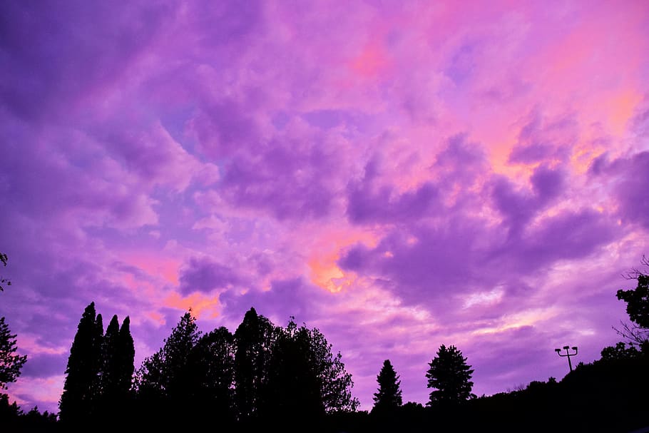 canada, muskoka, tree, sky, plant, beauty in nature, cloud - sky HD wallpaper