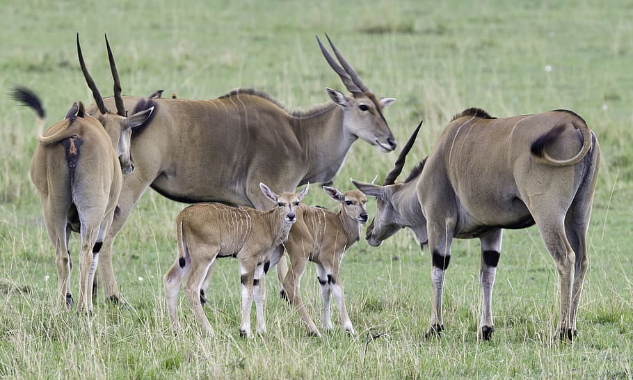 HD wallpaper: Five Brown Four-legged Animals on Green Grass Field, africa,  antelope | Wallpaper Flare