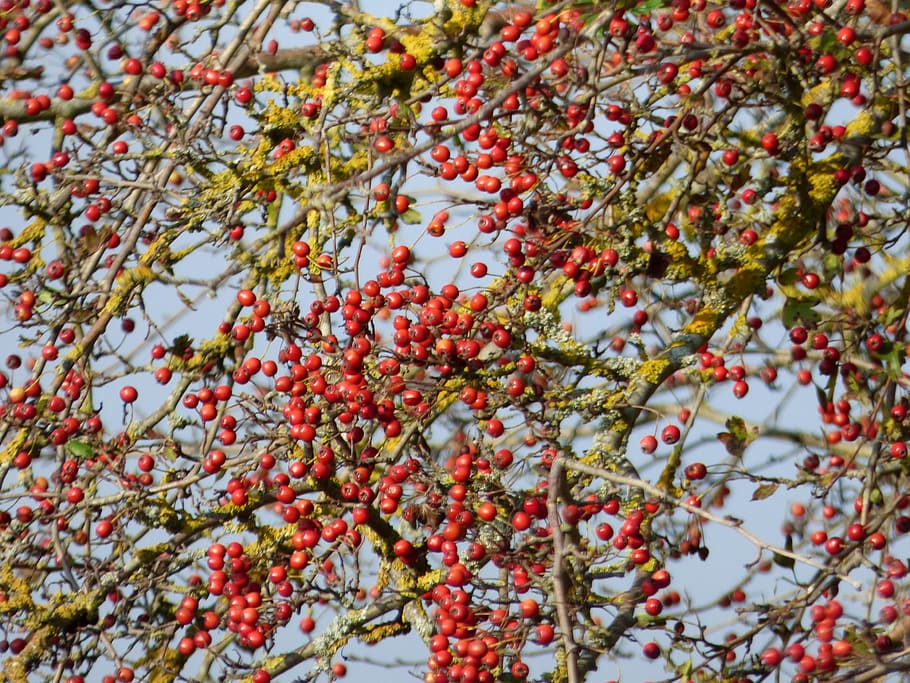 berries, red, fruit, garden, nature, leaves, sky, blue, berry fruit HD wallpaper