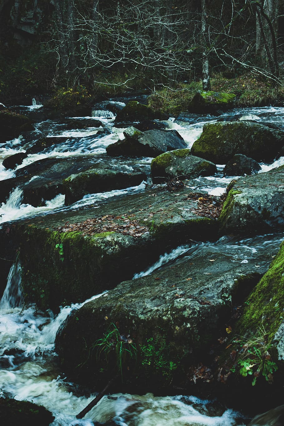 river, foresr, forest, water, woods, tree, flowing water, rock HD wallpaper