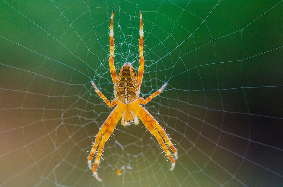 spider, web, cobweb, close up, animal, case, cobwebs, macro, HD wallpaper