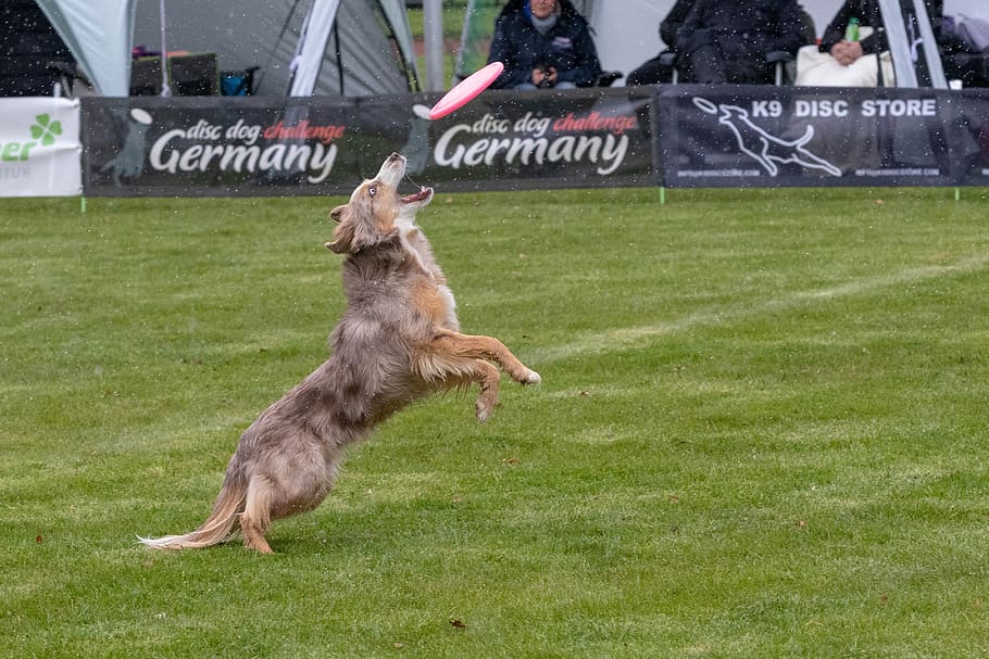 frisbee, dogfrisbee, disc mastiffs, hundesport, mammal, grass HD wallpaper